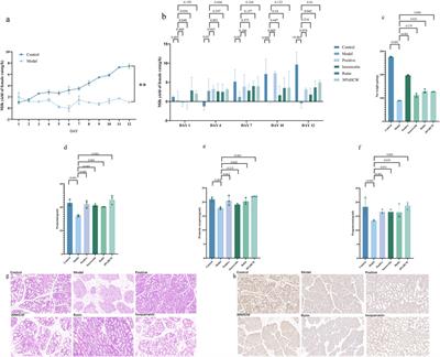 Lactation-promoting ingredients of Hemerocallis citrina Borani and the corresponding mechanisms